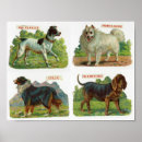 Buscar pomerania posters Cachorros