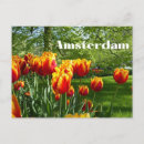 Buscar tulipanes postales Amsterdam