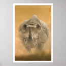 Buscar rinoceronte africano posters Fauna