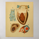 Buscar corazón humano posters Anatomía