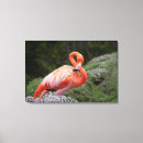 Buscar flamencos rosados lienzos Pájaro