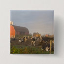 Buscar holstein chapas Ganado
