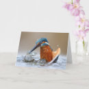 Buscar martín pescador tarjetas Naturaleza