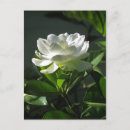 Buscar gardenias postales General y unisex