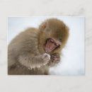 Buscar macaco postales Japón