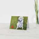 Buscar labradors tarjetas Perro