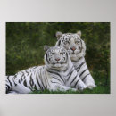 Buscar bengala posters Gran gato