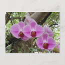 Buscar chiang mai tarjetas e invitaciones Budismo