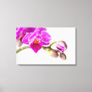 Buscar orchidee Blüten