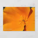 Buscar amapola azul postales Fotografía