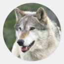 Buscar lobo salvaje pegatinas Canino