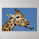 Buscar lengua animal posters Jirafa