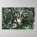 Buscar raíces del árbol posters Fotografía