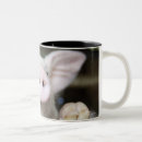 Buscar cochinillos tazas Animales