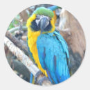 Buscar loro pegatinas Animales