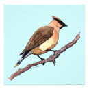 Buscar árbol de cedro posters Waxwing