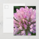 Buscar flores bonitas postales Para todos