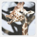 Buscar jirafa reticulada postales Fauna
