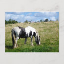 Buscar caballo blanco y negro postales General y unisex