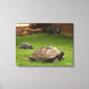 Buscar tortoise arte Animales