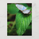 Buscar mariposa azul del morpho postales Fotografía