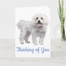 Buscar perro maltés tarjetas Cachorro