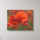Buscar amapolas rojas lienzos Rojo