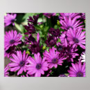 Buscar estrellado posters Flores