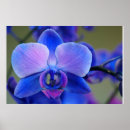 Buscar orquídeas azules posters Rosa