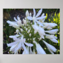 Buscar lirio blanco posters Flores