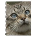 Buscar gato nacional Animal