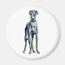 Buscar galgo imanes Greyhound