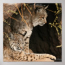 Buscar lince posters Fauna