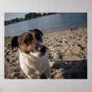 Buscar capo posters Perro