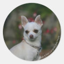 Buscar cabeza de perro pegatinas Sentada
