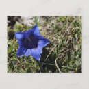 Buscar genciana Genciano