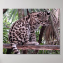 Buscar belice posters Gato