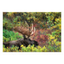 Buscar souders de paul fotografía Fauna