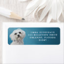 Buscar perro maltés tarjetas e invitaciones Nos hemos mudado