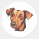 Buscar pinscher miniatura pegatinas Lindo