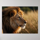 Buscar león majestuoso posters Hombre