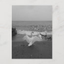 Buscar cisne postales Lago