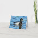Buscar drakes tarjetas Patos