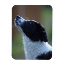 Buscar border collie imanes Canino