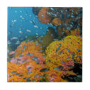 Buscar arrecifes de coral azulejos Galería de jaynes