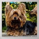 Buscar yorkie posters Aterrador