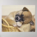 Buscar inocencia posters Horizontal
