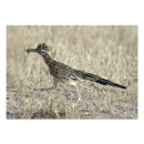 Buscar roadrunner Naturaleza