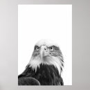 Buscar águila blanca posters Pájaro