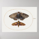 Buscar mariposas y polillas posters Insectos